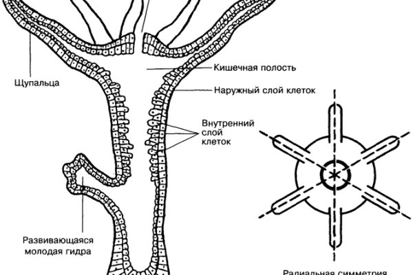 Кракен войти сегодня