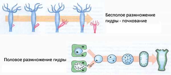 Kraken пользователь не найден при входе